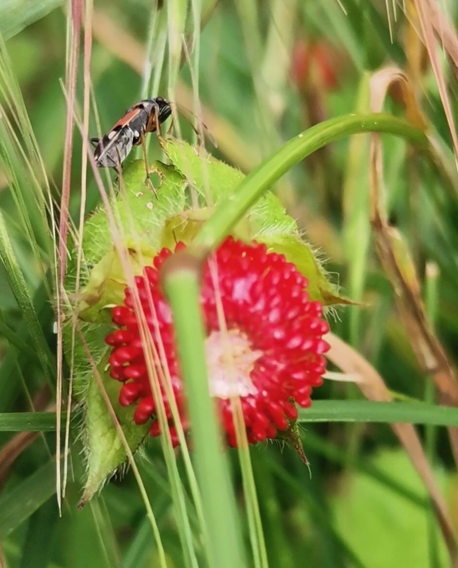 La Fragola e l'insetto: Un dolce viaggio nel Bosco